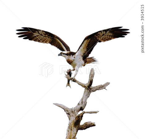 Ospreies eating 3914515