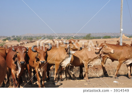 grazing grazing 3914549