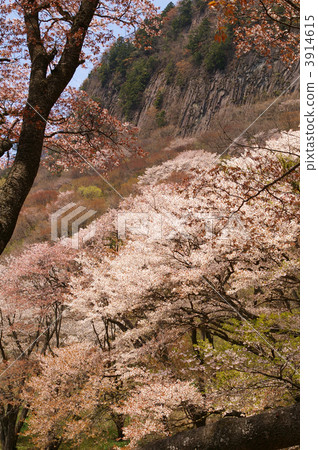 Cherry blossoms at the folding roof garden 3914615