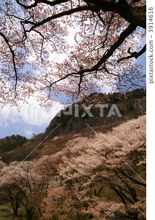 櫻花在折疊屋頂花園 3914616