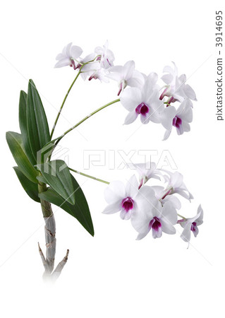 Dendrovium 3914695
