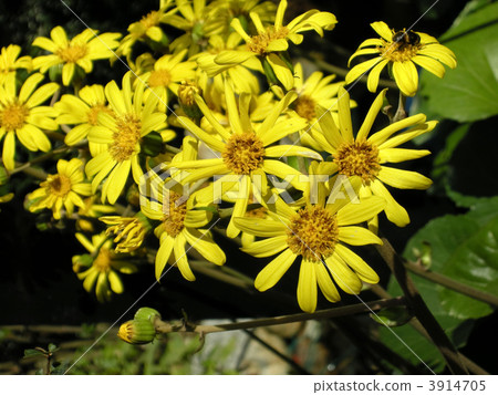 Tsubaki and Oohanaabu 3914705