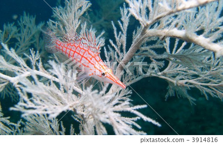 紅色Kudagonbe住在一棵白色的樹 紅色Kudagonbe住在一棵白色的樹 3914816