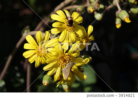 大吳風草 3914821