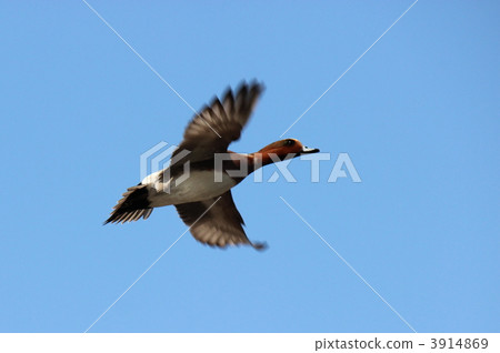 Cogamo Flight 3914869