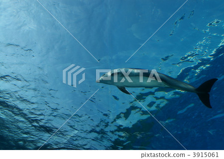Dolphins seen from the bottom 3915061