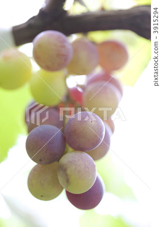豐富的葡萄 3915294