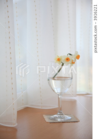 I tried putting a daffodil in my garden in a wine glass 3916221
