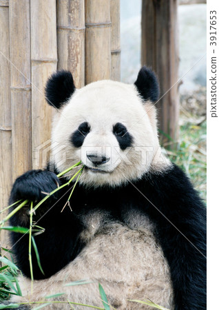貓熊 3917653