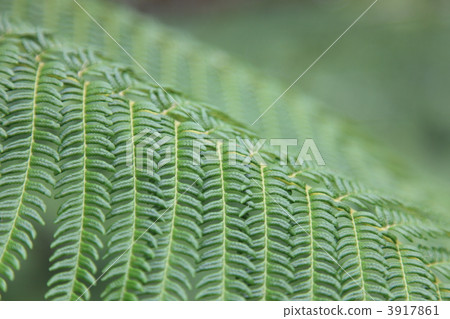 Fern Fern 3917861