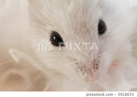 djungarian, hampster, hamster 3918033