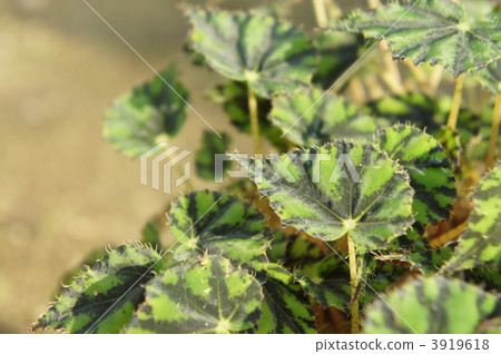 克利奧帕特拉 深綠色 綠葉 3919618