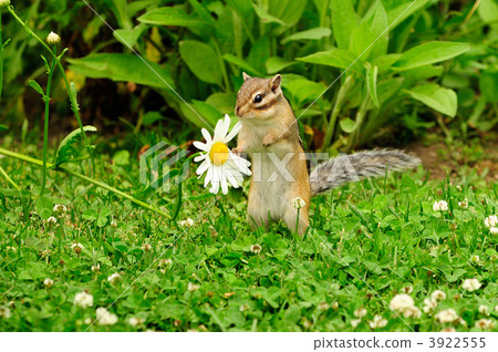 Chipmunk Chipmunk 3922555