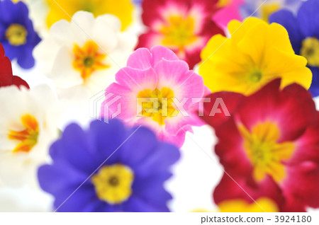 五顏六色的花,報春花。背景材料圖像。 五顏六色的花,報春花。背景材料圖像。 3924180