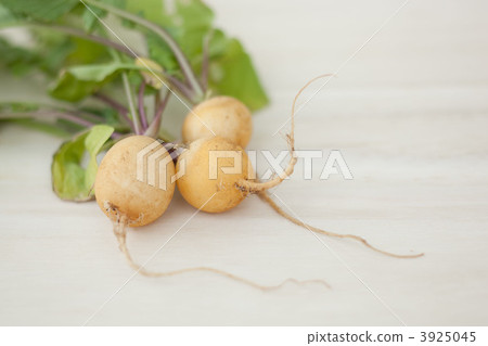 Golden Radish Golden Radish 3925045