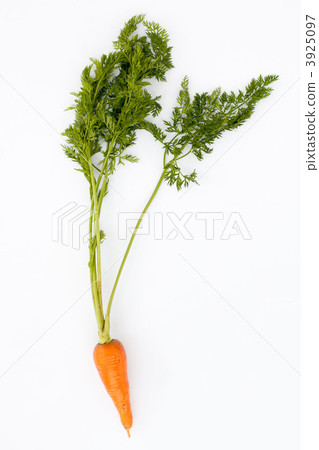 Ginseng Ginseng 3925097