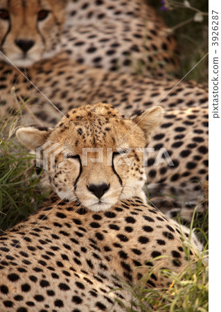 Wild cheetah child falling asleep Wild cheetah child falling asleep 3926287