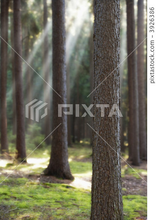 forest in autumn 3926386