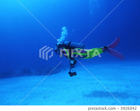 1藍背潛水員 3926842