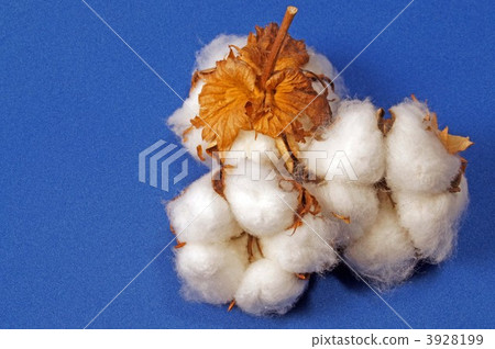 Cotton 3928199