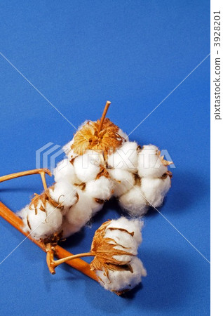 Cotton 3928201