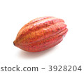 Cacao Pod 3928204
