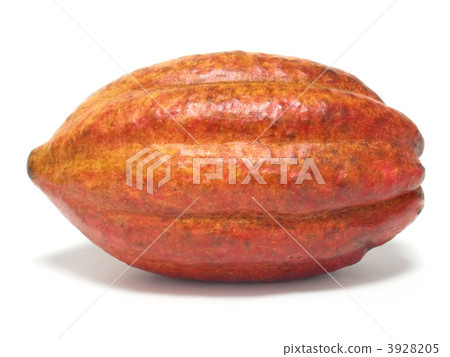 Cacao Pod Cacao Pod 3928205