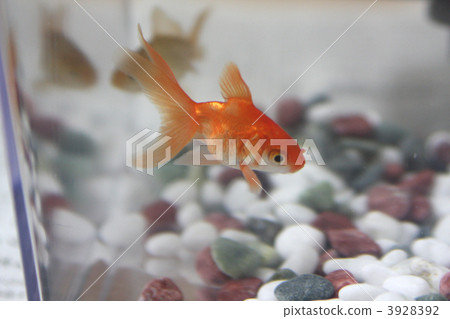 用金魚瓢採取的Ryukin 3928392