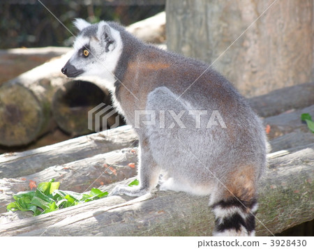 Wolverine lemur 3928430