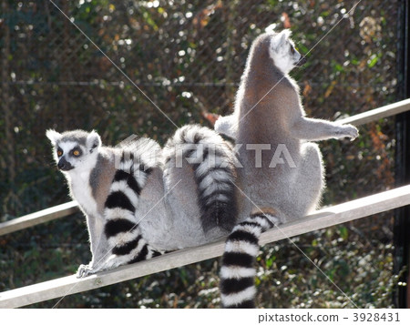 金剛狼狐猴 3928431