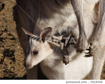 Child of Okangaloo 3928446