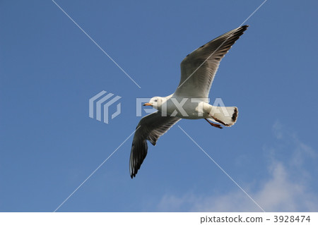birds birds 3928474