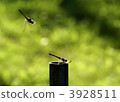 Dragonfly  3928511