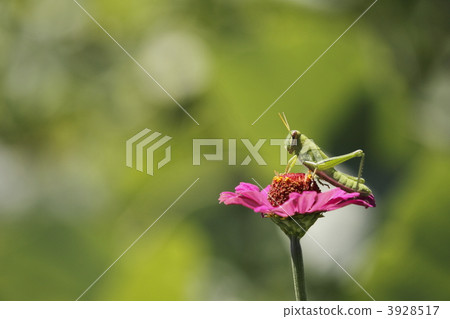 東西...... 東西...... 3928517