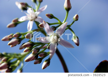 鮮花盛開在金黃的樹木,Benkeiwa,錢花。 鮮花盛開在金黃的樹木,Benkeiwa,錢花。 3928523