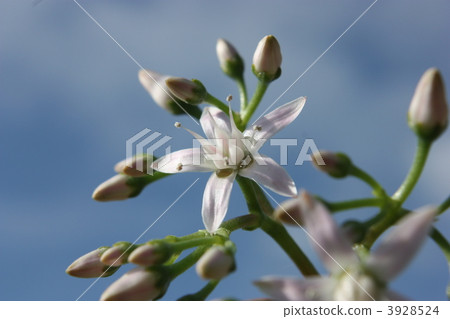 鮮花盛開在金黃的樹木,Benkeiwa,錢花。 鮮花盛開在金黃的樹木,Benkeiwa,錢花。 3928524