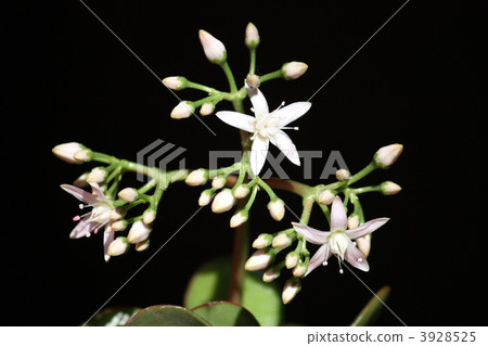 鮮花盛開在金黃的樹木,Benkeiwa,錢花。 鮮花盛開在金黃的樹木,Benkeiwa,錢花。 3928525