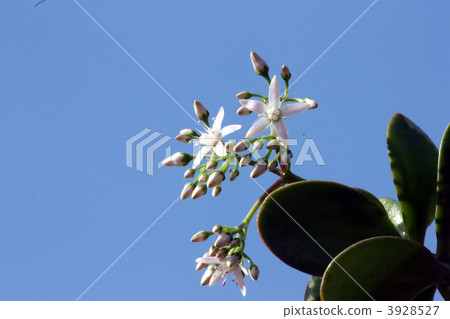 鮮花盛開在金黃的樹木,Benkeiwa,錢花。 鮮花盛開在金黃的樹木,Benkeiwa,錢花。 3928527