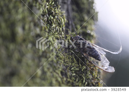 想法··· 3928549