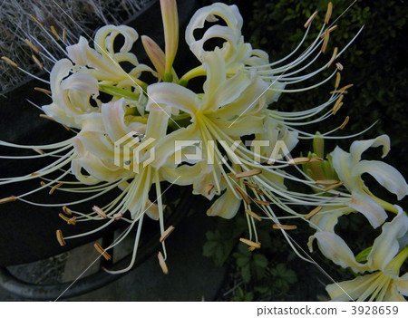 Cluster amaryllis 3928659