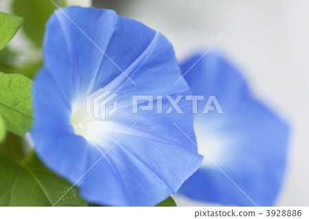 牽牛花花 3928886