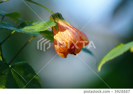 Abutilon Stratumu aka Flower（Shouji） 3928887