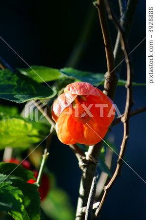 Abutilon Stratumu aka Flower (Shouji) Abutilon Stratumu aka Flower (Shouji) 3928888