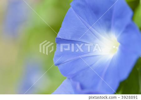 Flower of morning glory 3928891