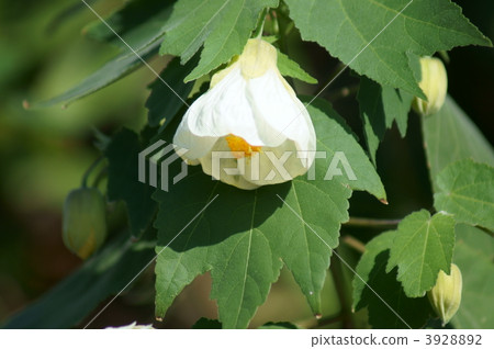 Abutilon White King aka Flower (Shouji) 3928892