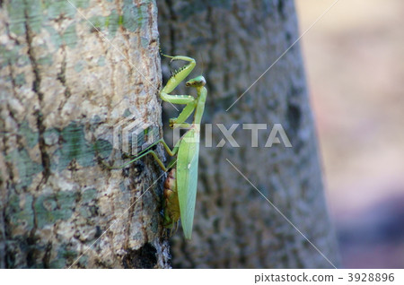 我有一個腹部蔓延的雞蛋甚至一個濃密的眼睛 3928896