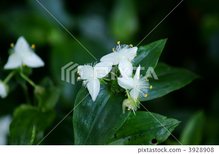 白草腸是常盤樹植物 白草腸是常盤樹植物 3928908