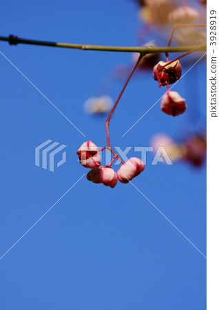 Mayum's bright red fruit 3928919
