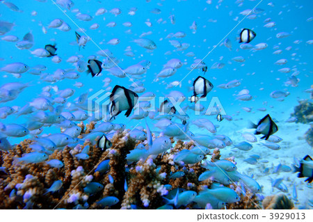 two stripe damselfish, dascyllus reticulatus, damselfish 3929013