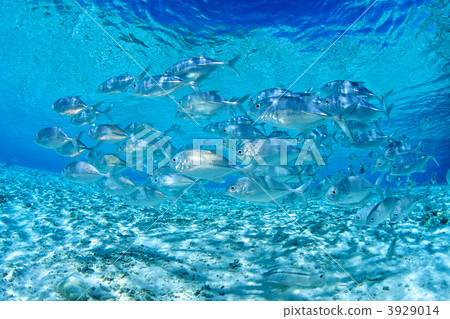 bigeye trevally, skin diving, saltwater fish 3929014